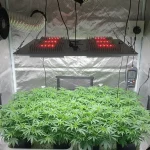 LED 300W Grow Light: 5 Best Setups for Any Tent Size