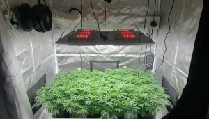 LED 300W Grow Light: 5 Best Setups for Any Tent Size