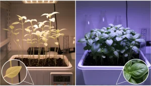 LED Blue Grow Light: When It Works (and When It Fails)