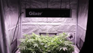 Giixer 1000W LED Grow Light: Explained in Plain English